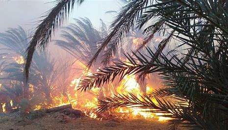 مجلس النواب يثير ملف إندثار واحات النخيل بجهة درعة تافيلالت 1 OIP 4 1