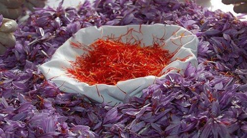 تجربة نموذجية لزراعة الزعفران ببركان 1 التعليم عند ابن خلدون 1