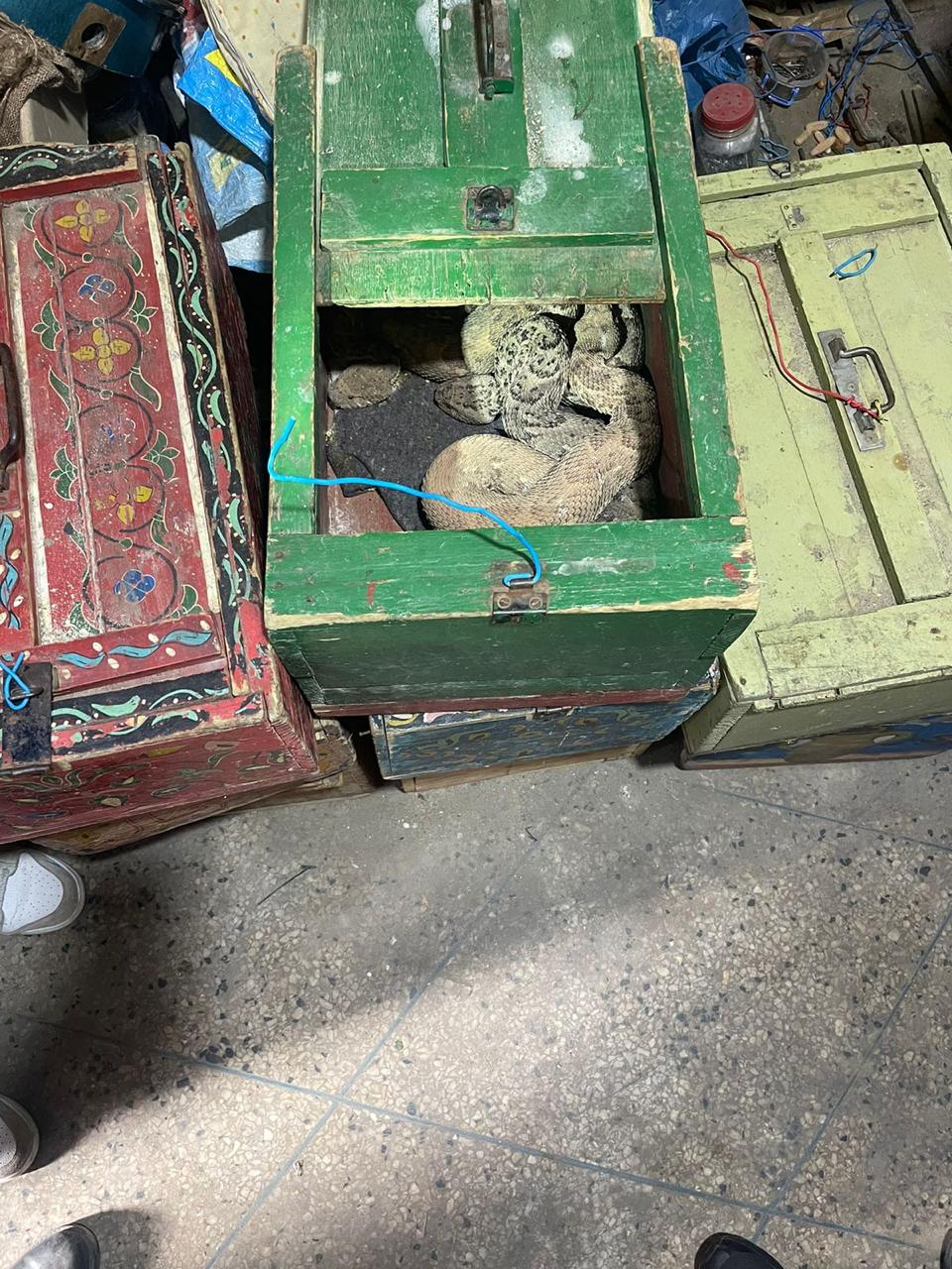 الأمن الوطني: توقيف أشخاص بحوزتهم حيوانات محمية 9 امنن