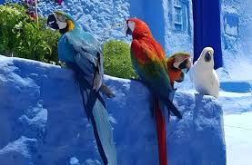 بيان رسمي يشرح سبب احتجاز ببغاوات شفشاون. 1 telechargement 1