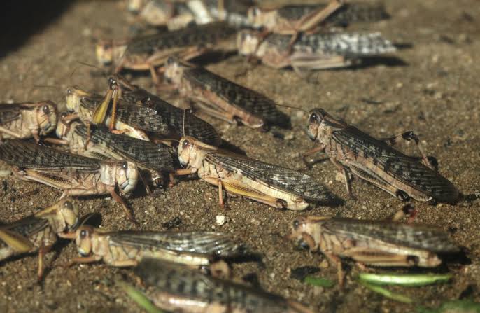 استنفار تونسي جزائري لمواجهة الجراد بعد ظهوره في ليبيا 13 images 9 5