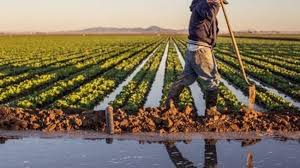 المدير الإقليمي للفلاحة: الأمطار الأخيرة لها تأثير إيجابي للغاية على قطاع الفلاحة في عمالة مكناس 14 telechargement 7 1