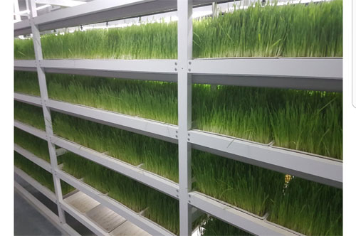 جرسيف.. الشعير المستنبت رهان مستقبلي لتطوير الفلاحة وتربية الماشية 5 1