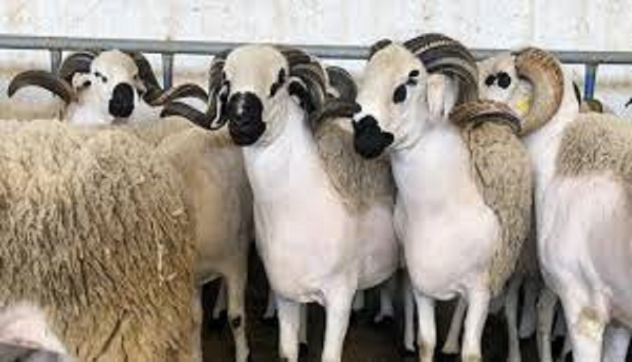 نائب برلماني: تزوير وتحايل في إحصاء القطيع الوطني من الأغنام. 9 images 2 1