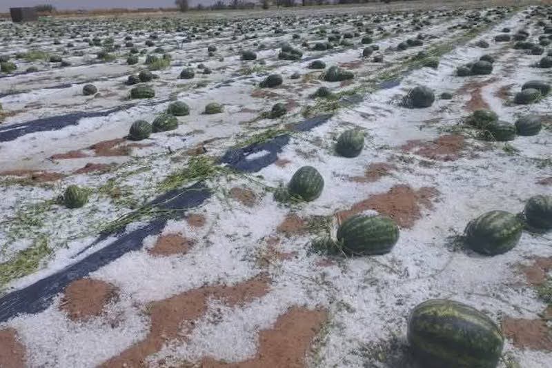 عبد الله بووانو في سؤال كتابي: نطالب بتعويض فوري للفلاحين المتضررين من عاصفة زاكورة 6 zagora1