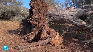 telechargement-20 وزارة الزراعة: خسائر وصلت إلى 7 ملايين دولار.. إسرائيل تزيل خلال أسبوع 8 آلاف شجرة في الضفة الغربية.