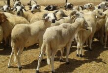 وزارة الفلاحة: تسجيل 32.3 مليون رأس، والأمطار والثلوج تساعد في إعادة تكوين القطيع. 11 FKAPSZZEQJGH3DYPCRCFKBUZPI