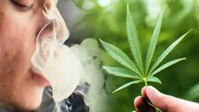 بحث جامعي يظهر حقائق مدهشة.. 80% من مدمني القنب الهندي هم ضحايا لتفكك الأسر. 1 images 26