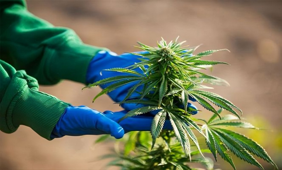 القنب-الهندي بحث جامعي يظهر حقائق مدهشة.. 80% من مدمني القنب الهندي هم ضحايا لتفكك الأسر.