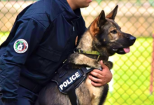 في قلب "المركز الوطني للكلاب البوليسية".. أمن مالي يستلهم الخبرة المغربية لمكافحة الإرهاب. 16 69dab2b067caa