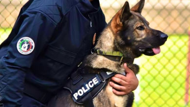 في قلب "المركز الوطني للكلاب البوليسية".. أمن مالي يستلهم الخبرة المغربية لمكافحة الإرهاب. 1 69dab2b067caa