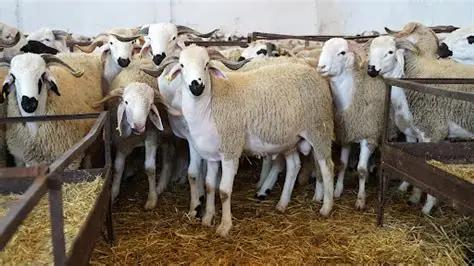 الإنتاج الحيواني.. محرك الفلاحة المغربية ومصدر 135 مليون يوم عمل سنوياً 1 th 5