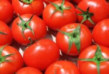 خبراء: فيروس غير متوقع دمر محصول الطماطم و أدى إلى زيادة أسعارها. 10 tomates 640x480 1 400x300 1