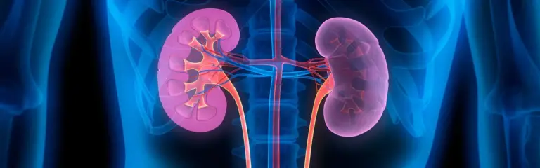403971650527399kidney