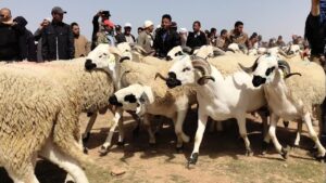جريدة القرب 49 عيد الأضحى 1447: 1.5 مليون رأس أضاحي جاهزة بجهة فاس–مكناس