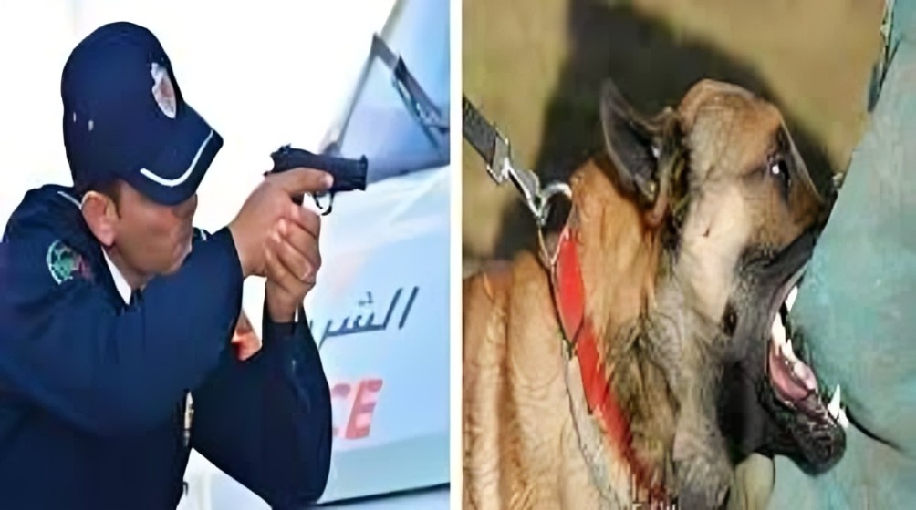 أزرو: شرطي يضطر لاستخدام سلاحه الوظيفي لتوقيف شخص هدد الأمن بكلب شرس وسلاح أبيض 1 3bf77205be38409ba9fd4cc8b374ed92