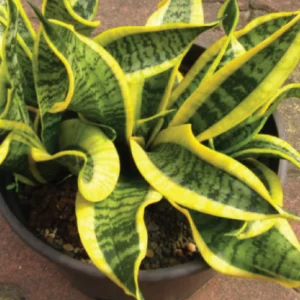 plant 02