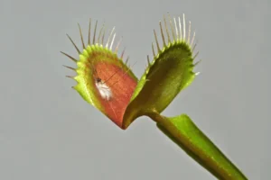 shutterstock 137012045 1753773589