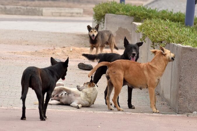 بدء تطبيق قانون رعاية وحماية الحيوانات الضالة والوقاية من مخاطرها. 2 chien 675x450 1