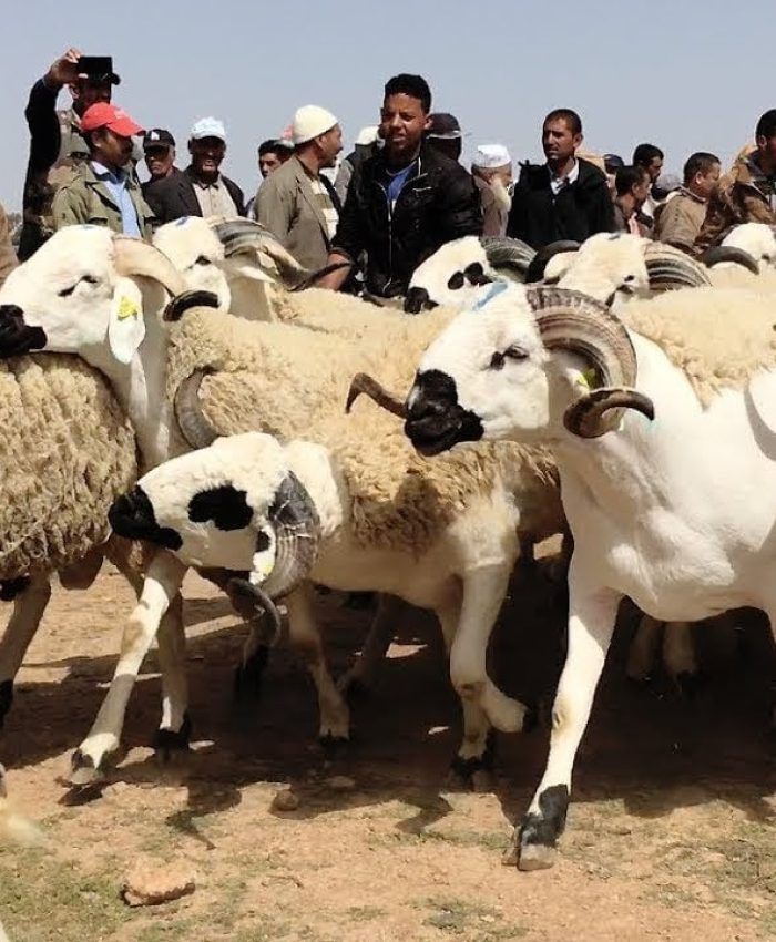 عيد الأضحى 1447: 1.5 مليون رأس أضاحي جاهزة بجهة فاس–مكناس